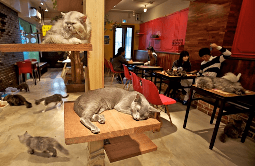 desain cafe instagramable dengan konsep kucing